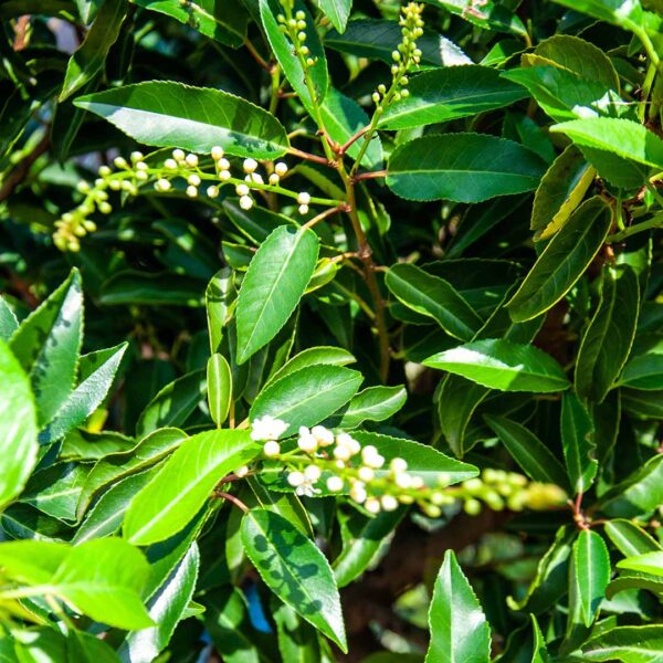Portugese Laurier 'Angustifolia' blad en bloei / Prunus Lusitanica