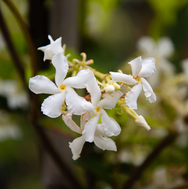 Toscaanse jasmijn bloei (Trachelospermum jasminoides) Sterjasmijn
