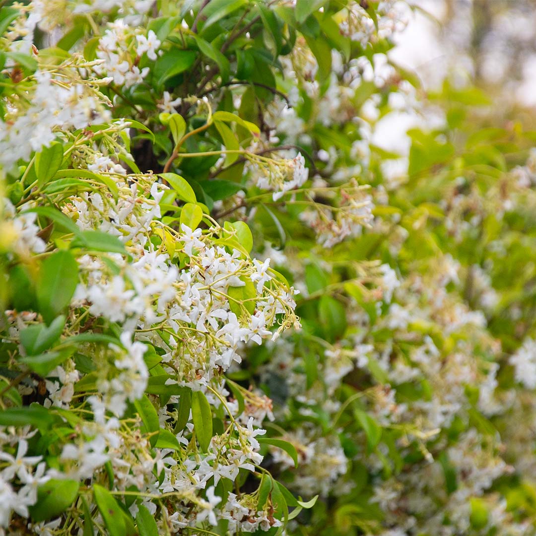 Toscaanse jasmijn bloei (Trachelospermum jasminoides) Sterjasmijn