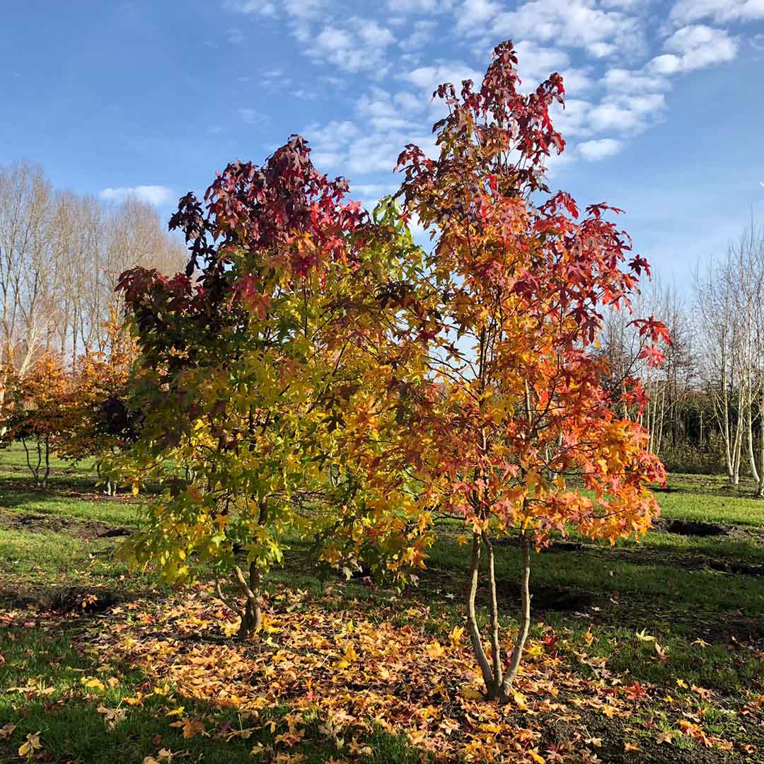 Amberboom meerstammig herfstkleuren (Liquidambar styraciflua)