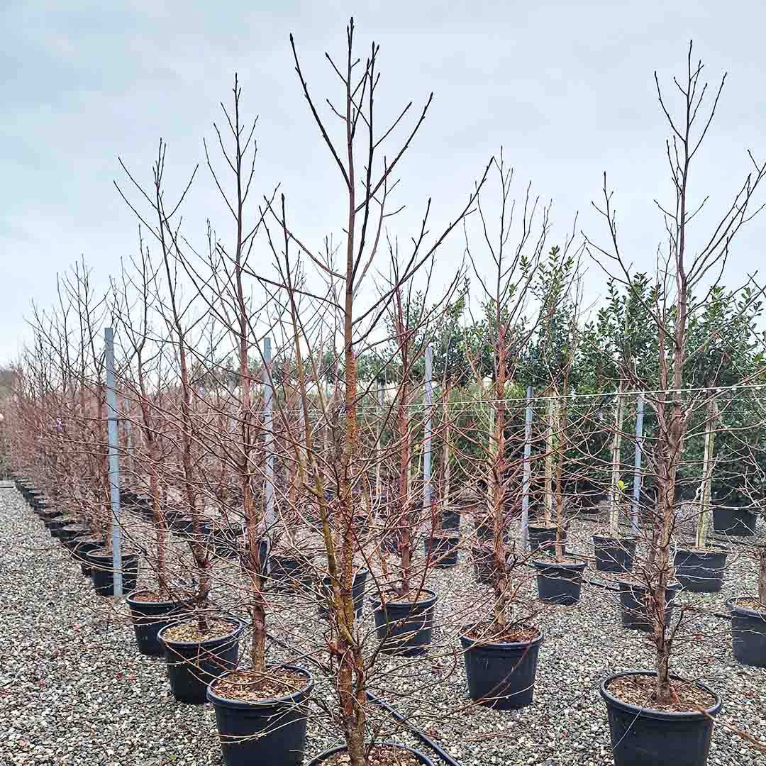 Amberboom struik totaalhoogte 200 cm (Liquidambar styraciflua)