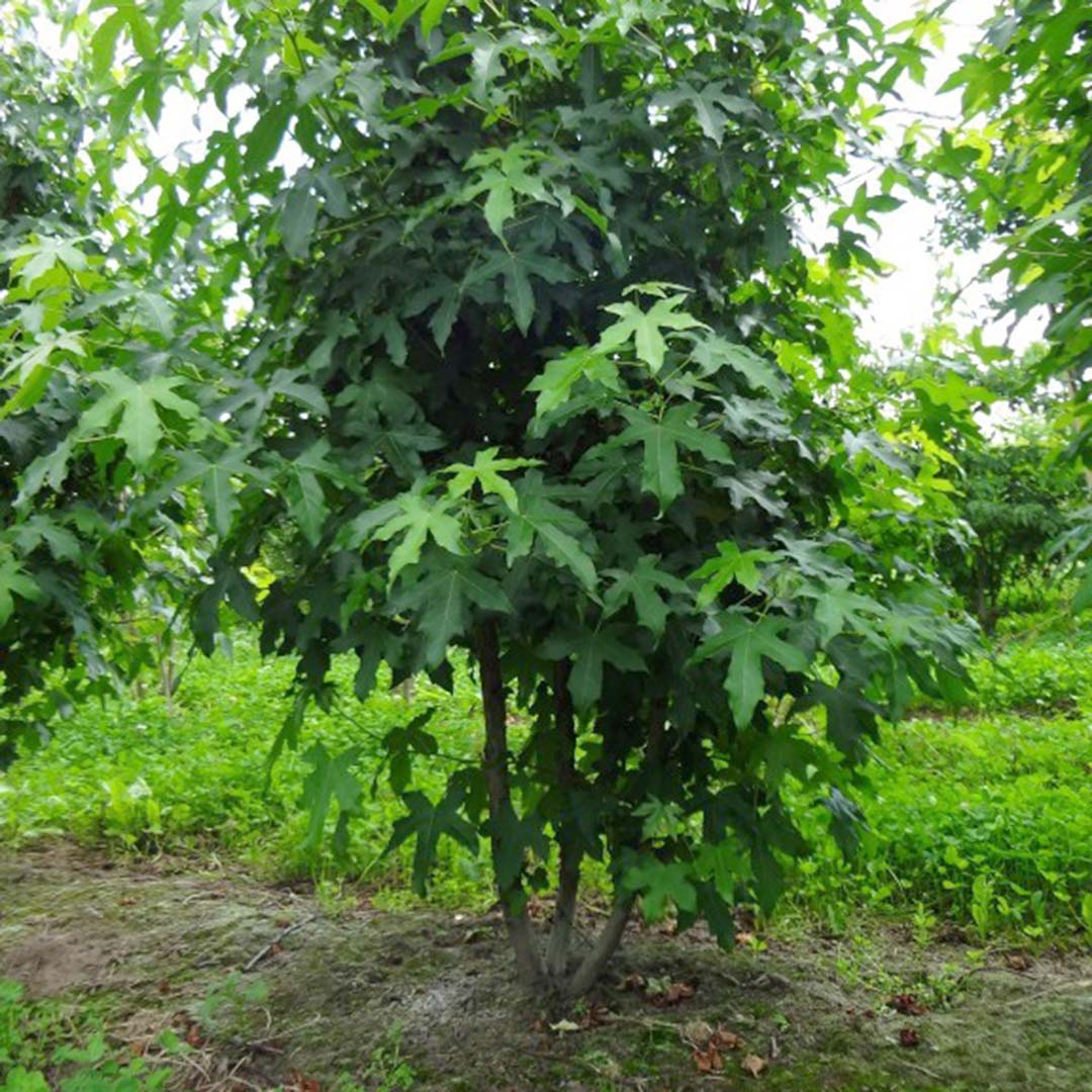 Amberboom meerstammig 200-250 cm (Liquidambar styraciflua)