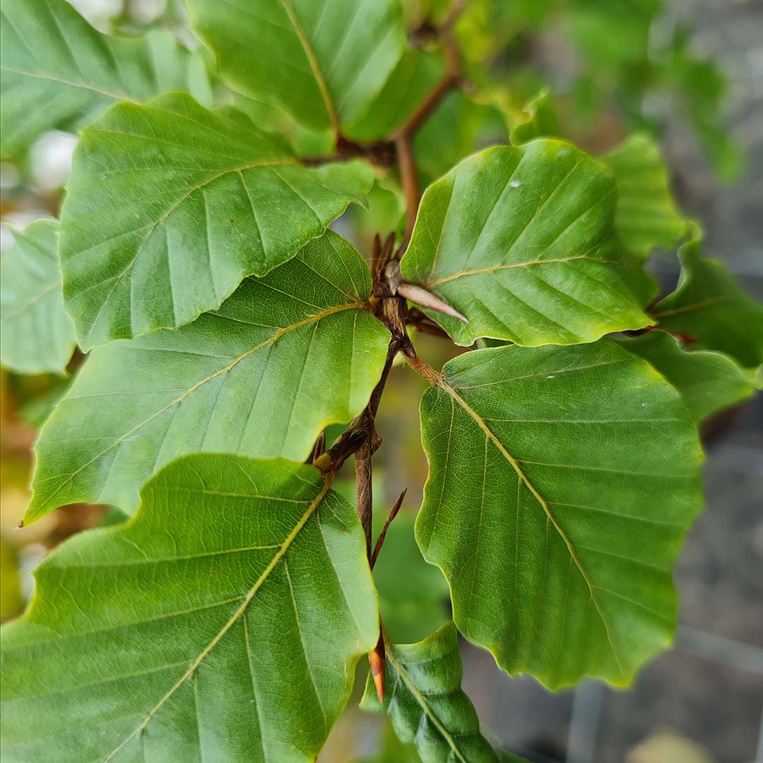 Beukenhaag blad (Fagus sylvatica)