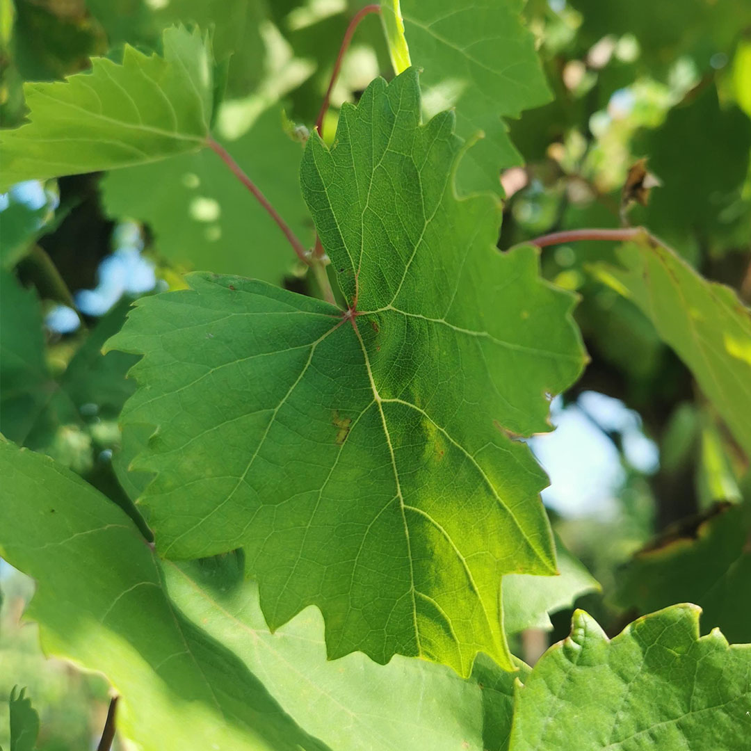 Druivenplant blad - Druivenrank - Druiven- Vitis Vinifera