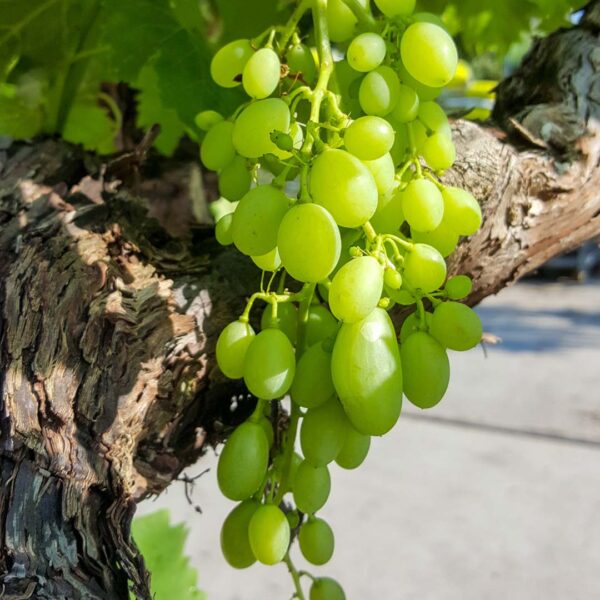 Druivenplant kopen - Druivenrank - Druiven plant - Vitis Vinifera