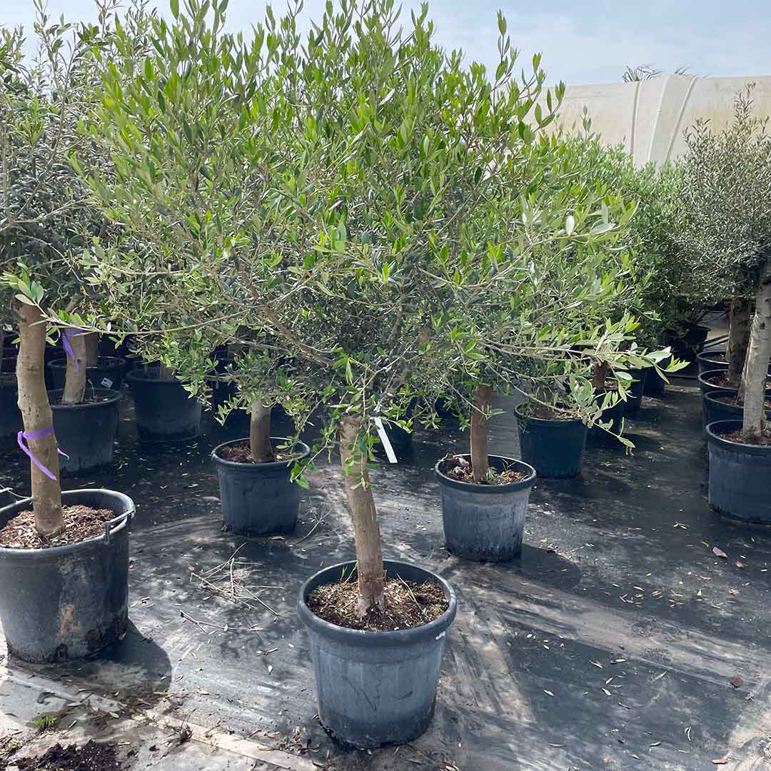 Olijfboom gladde stamhoogte 60 cm, stamomtrek Ø30-35 (Olea europaea)