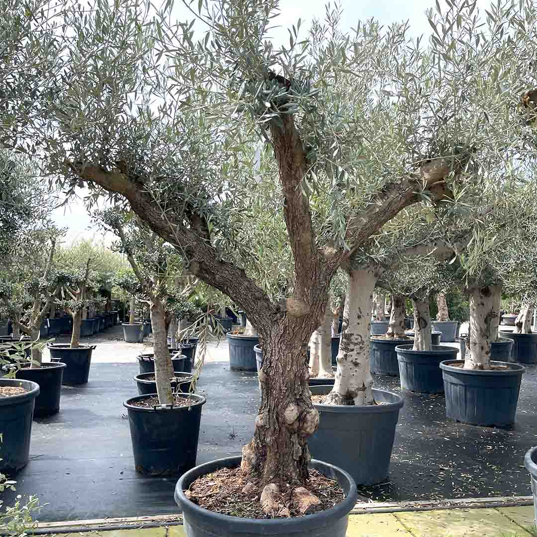 Olijfboom ruw vertakt stamomtrek Ø90-100 cm (Olea europaea)