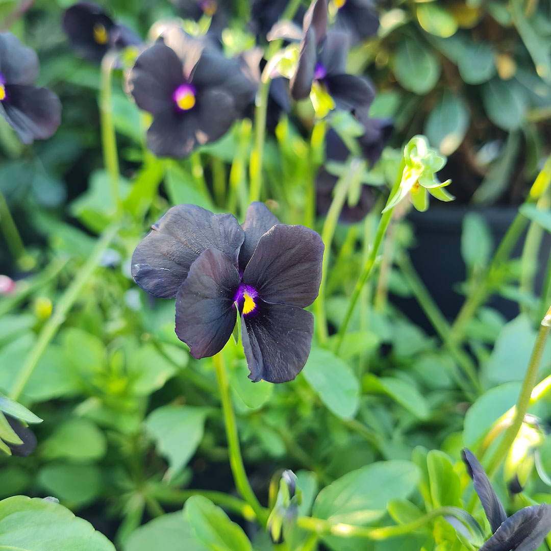 Vaste planten kopen Zwarte viooltjes CityTree