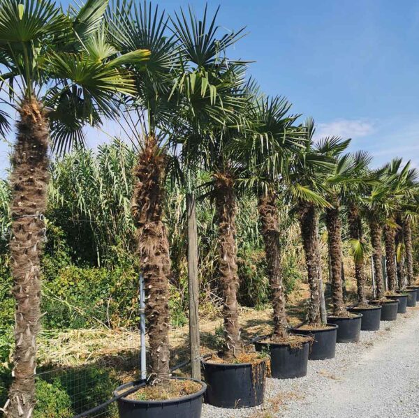 Palmbomen enkelstammig