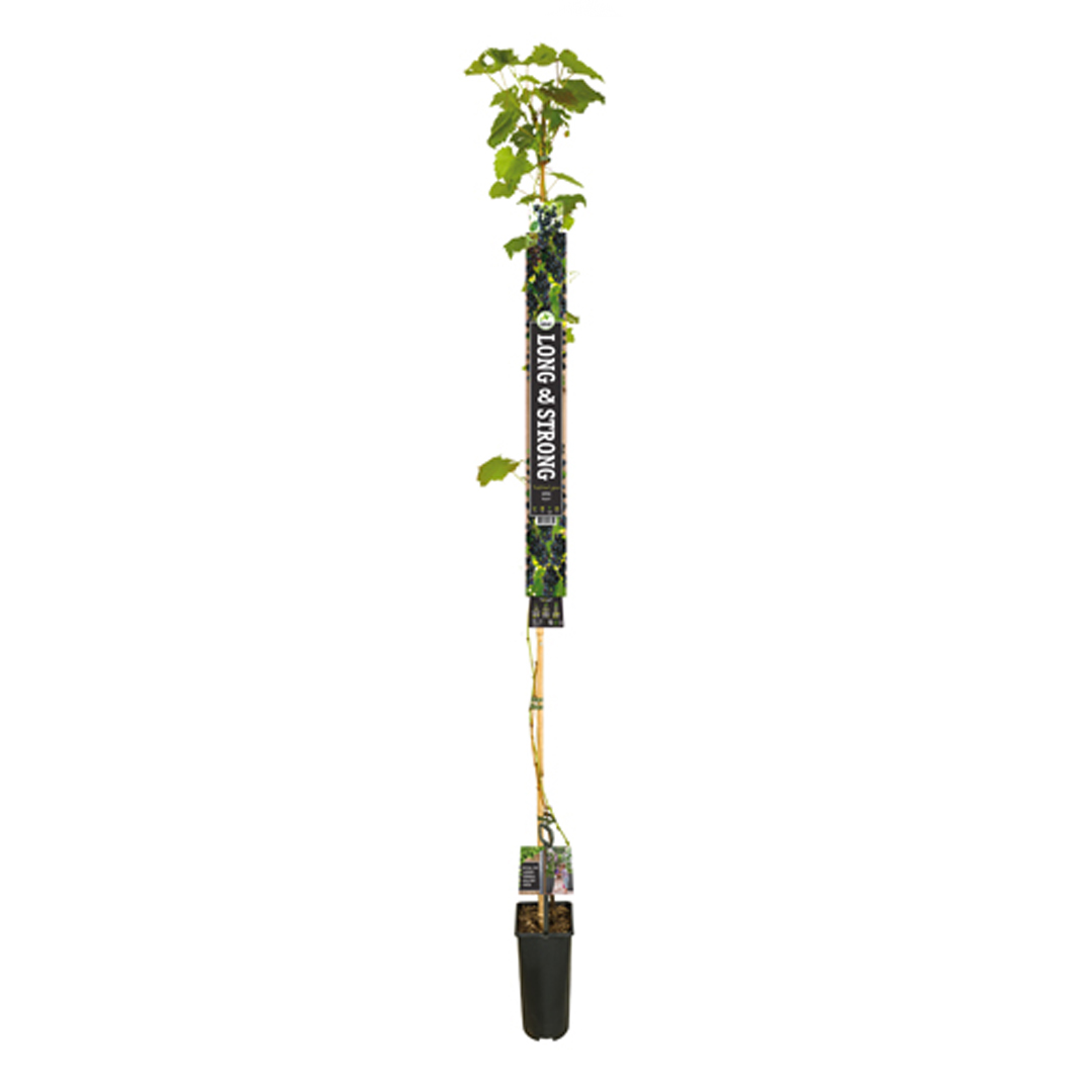 Druivenplant 'Regent' op stok 180-200 cm - Druif (Vitis Vinifera)