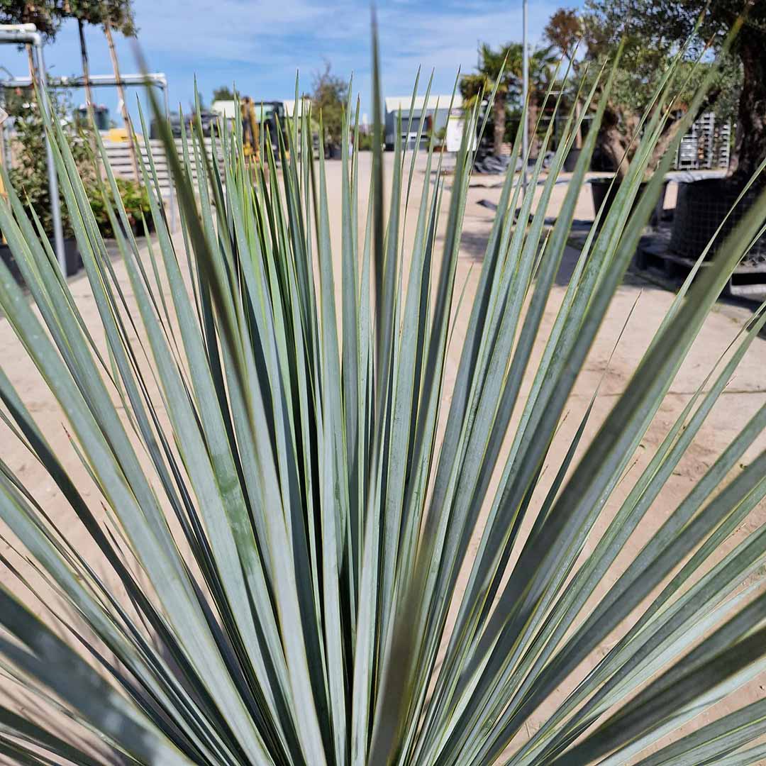 Palmlelie blad (Yucca rostrata)-