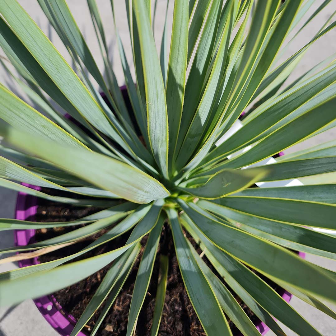 Palmlelie blad (Yucca rostrata)