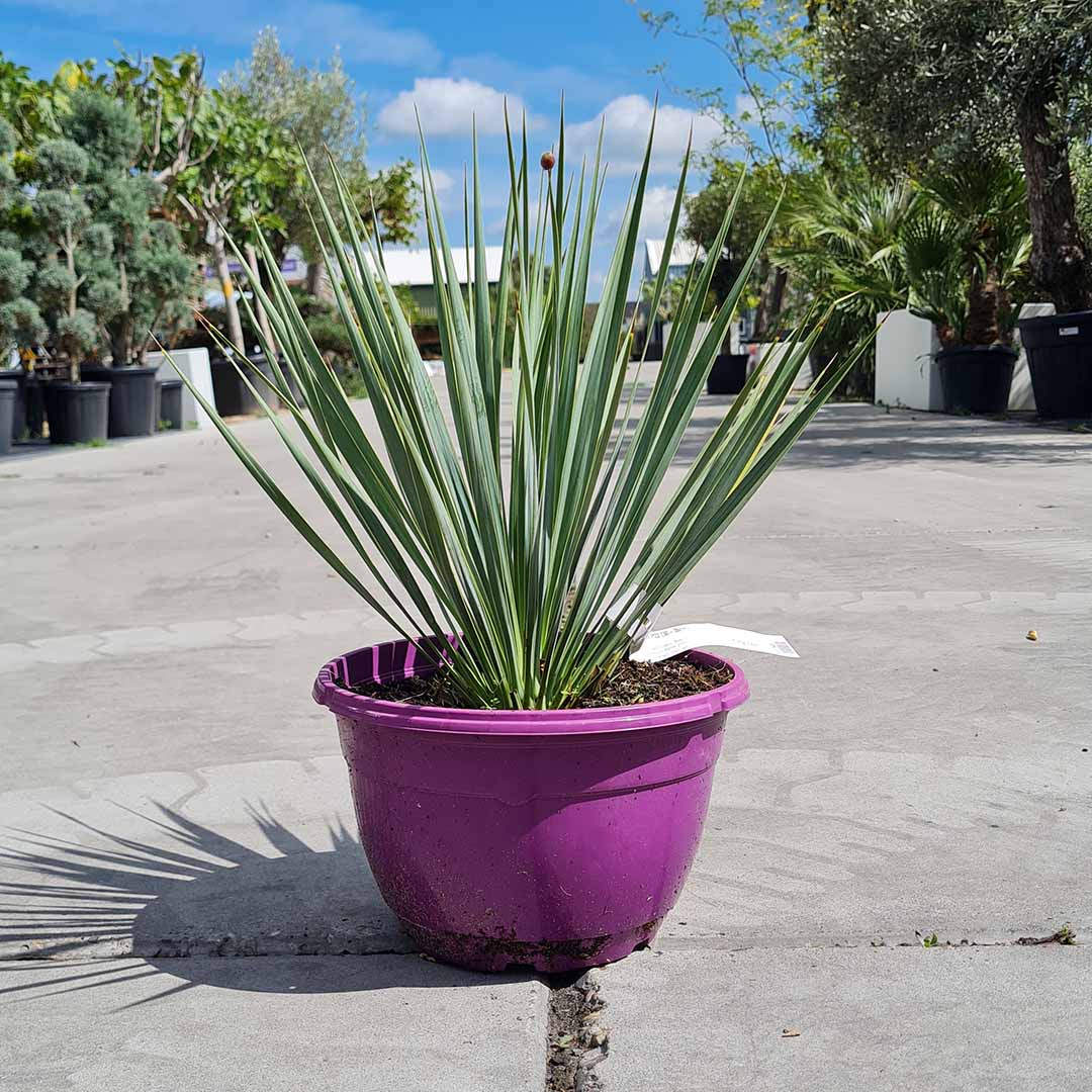 Palmlelie struik 25-50 cm (Yucca rostrata) CT002252
