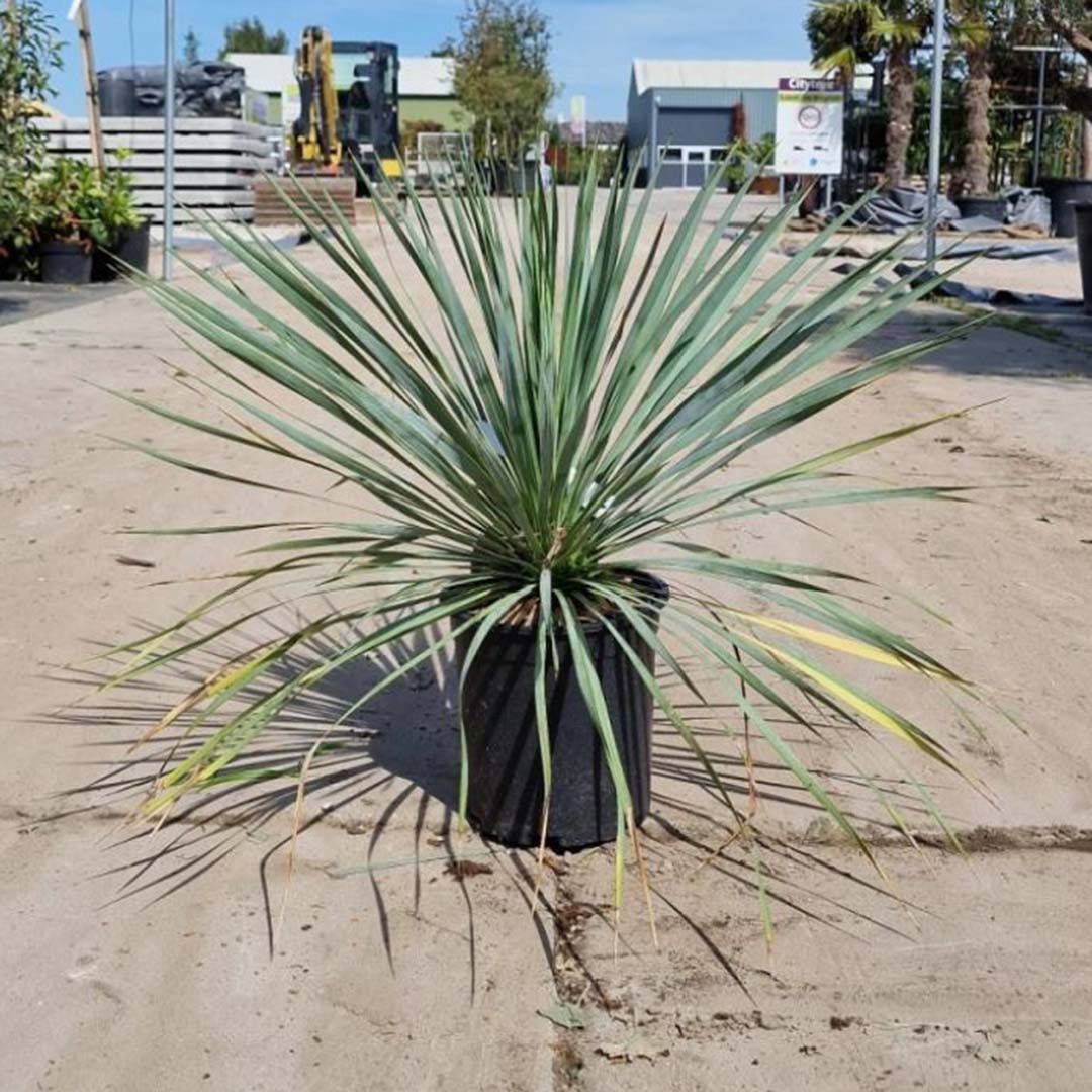 Palmlelie struik 50 cm (Yucca rostrata) CT230211