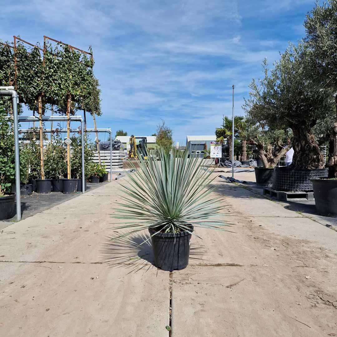 Palmlelie struik 80 cm (Yucca rostrata)