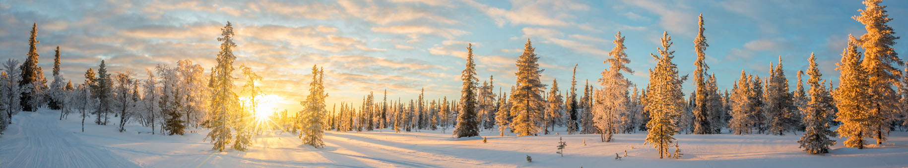Winterbescherming bomen - winterhoezen en warmtelinten - vorst bomen