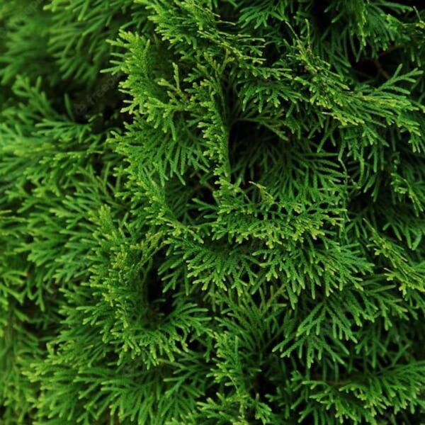 Levensboom 'Smaragd' blad (Thuja occidentalis)