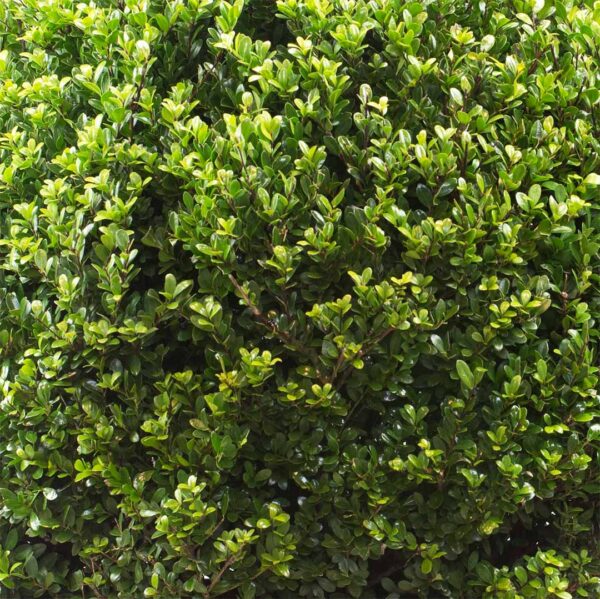 Japanse hulst 'Dark green' blad (Ilex crenata)